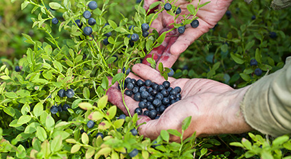 Mustikoiden poimimista.
